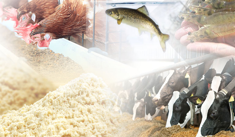 Soya Lecithin Powder Feed Grade